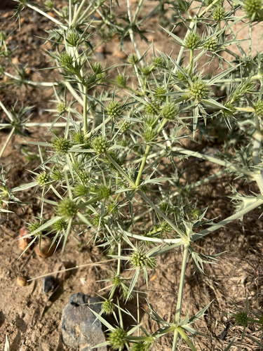 Field Eryngo