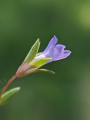 Collinsia sparsiflora