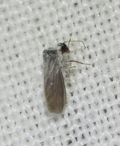 Aleuropteryx remane