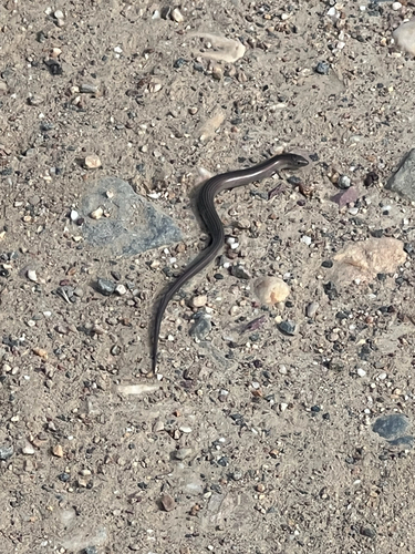 Western Three-toed Skink