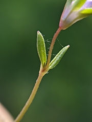 Collinsia sparsiflora