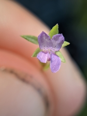 Collinsia sparsiflora