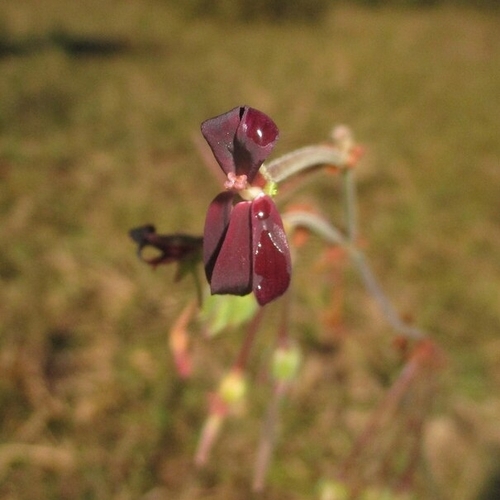 Pelargonium sidoides, photograph 1