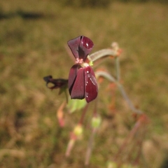 author not stated, no rights reserved Pelargonium sidoides, photograph author not stated, no rights reserved