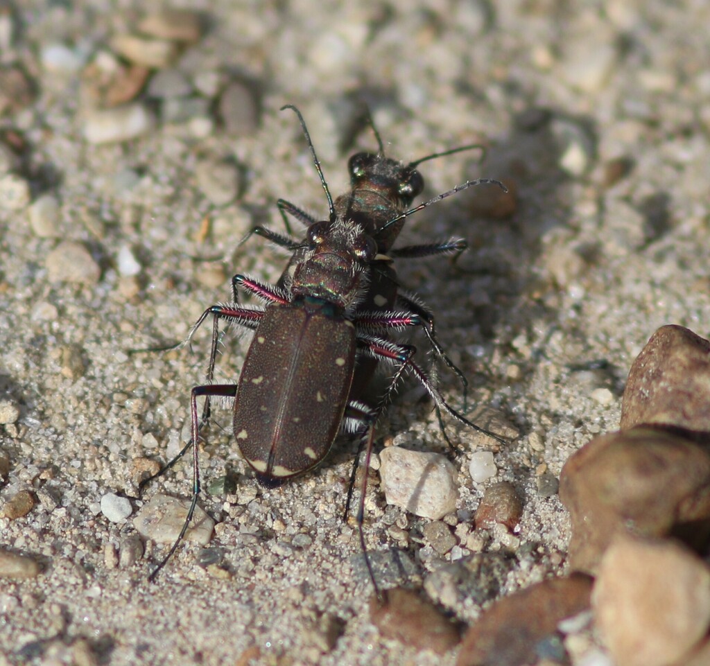 Twelve-spotted Tiger Beetle