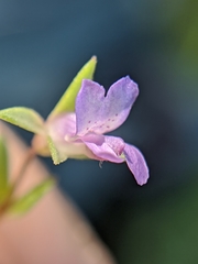 Collinsia sparsiflora