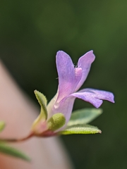 Collinsia sparsiflora