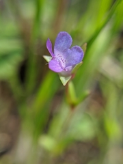 Collinsia sparsiflora
