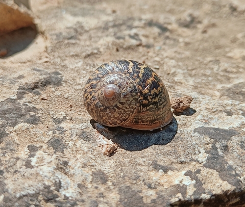 Garden Snail