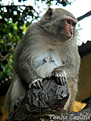 Macaca