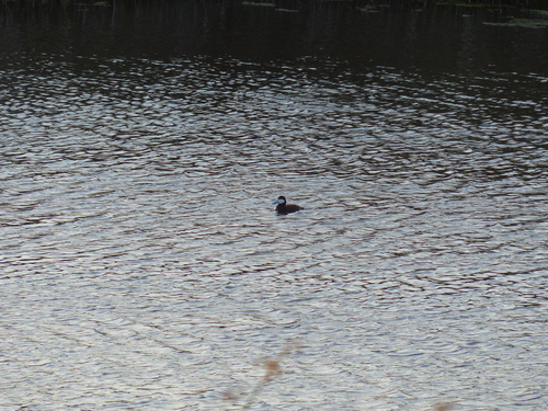 iNaturalist observation photo of Ruddy Duck