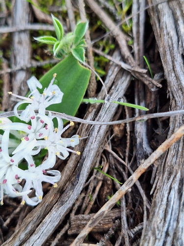 Lachenalia pygmaea