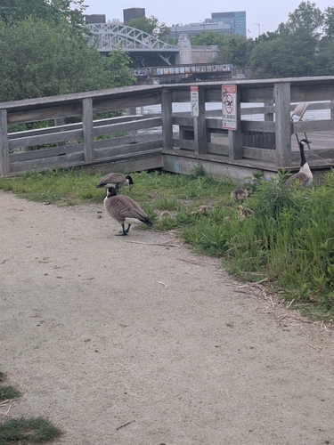 Canada Goose