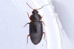 Olophrum obtectum