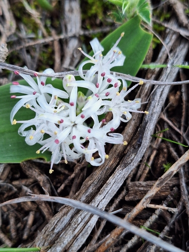 Lachenalia pygmaea