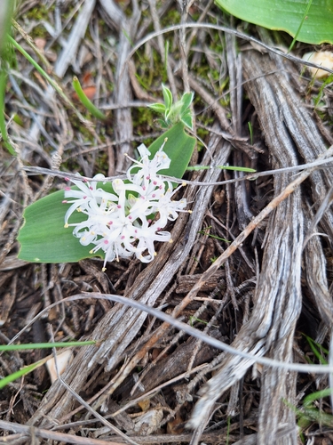 Lachenalia pygmaea