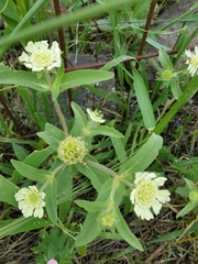 Lomelosia prolifera
