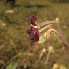Pelargonium sidoides