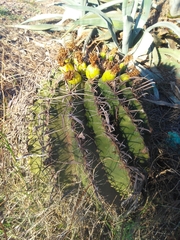 Ferocactus herrerae