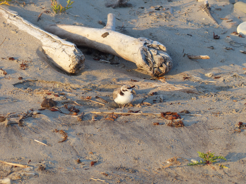 iNaturalist observation photo of Snowy Plover