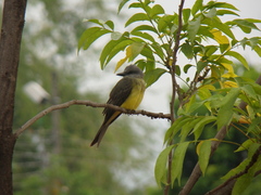 Tyrannus melancholicus