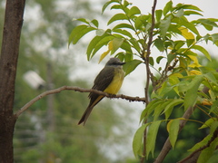 Tyrannus melancholicus