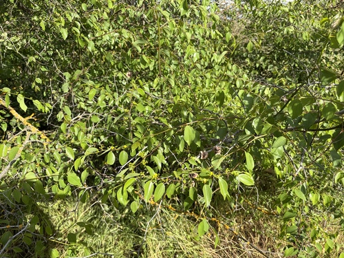 Jerusalem Thorn