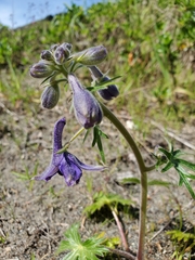 Delphinium menziesii
