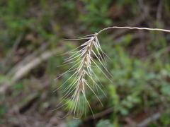 Elymus villosus