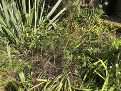 Veronica bishopiana