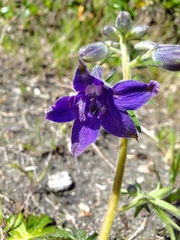 Delphinium menziesii