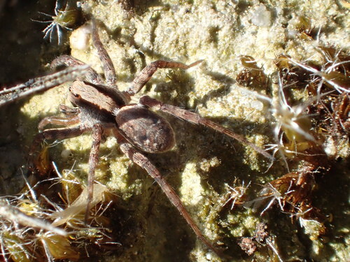 Burnt Wolf Spider, Epe, Nederland, photo 9 of 10