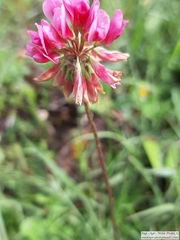 Trifolium polymorphum