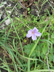 Erodium gruinum