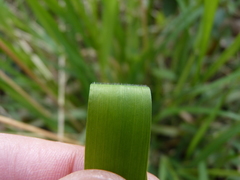 Elymus villosus