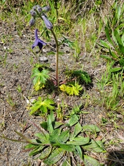 Delphinium menziesii
