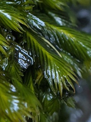 Fissidens grandifrons