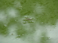Limnogonus