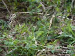 Elymus villosus