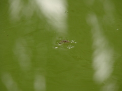 Limnogonus