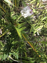 Veronica bishopiana