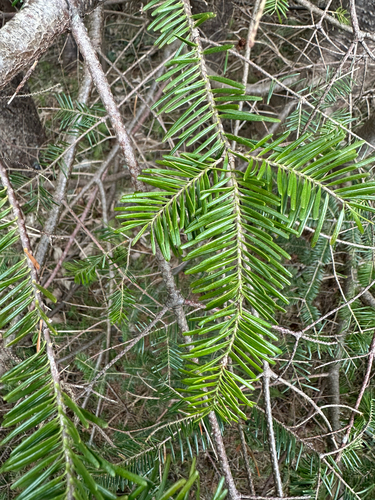 balsam fir