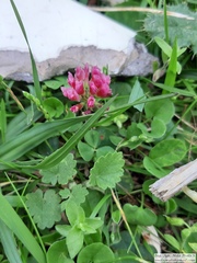 Trifolium polymorphum