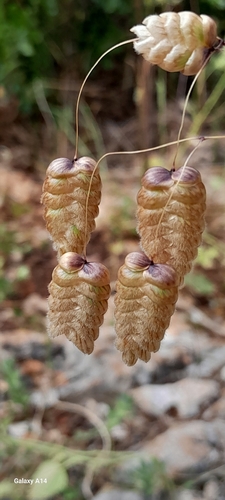 Greater Quaking Grass