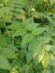 Rubus cockburnianus, photograph author not stated, no rights reserved