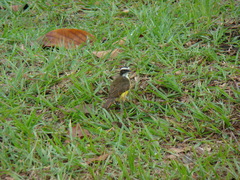Myiozetetes cayanensis