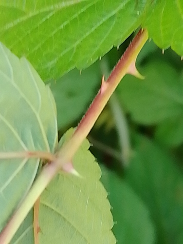 Rubus cockburnianus, photograph 5