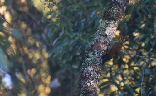 White-browed Woodpecker