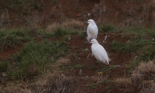 Snowy Egret