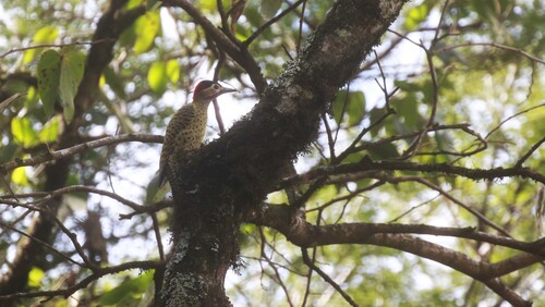 Green-barred Woodpecker